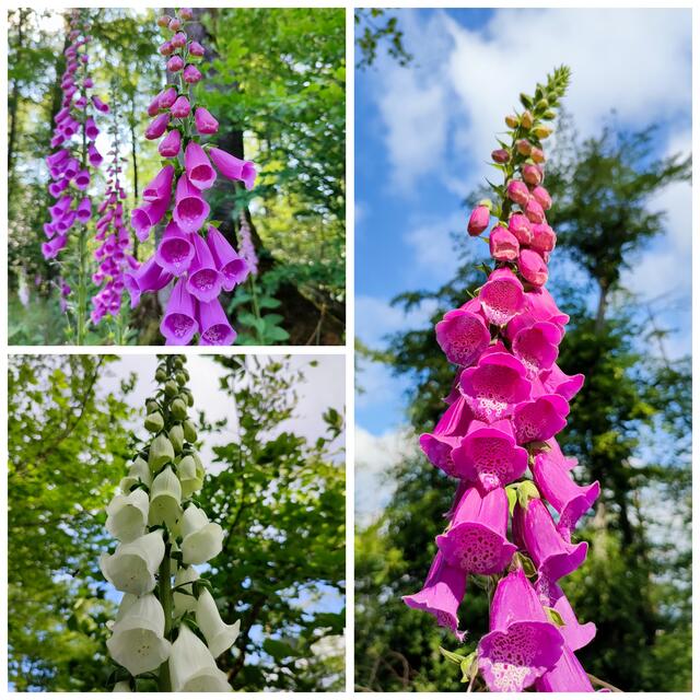 Relis Fingerhüte | Foto: Aurelia Kling