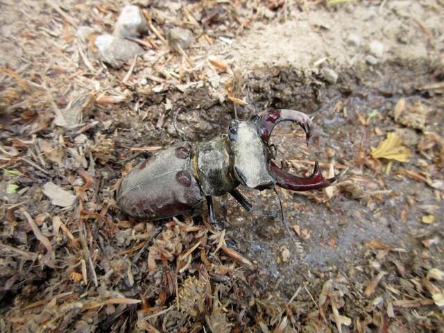 Künftig werden wir immer ein Marmeladetöpfchen mitführen für in Not geratene Hirschkäfer. Siehe NABU Link