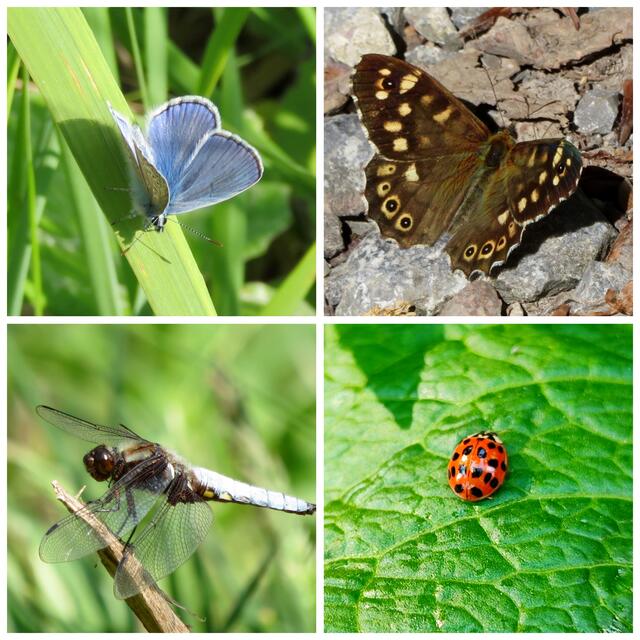 von links oben: Hauhechel-Bläuling; Waldbrettspiel; Plattbauch Libelle; asiatischer Marienkäfer | Foto: Aurelia Kling