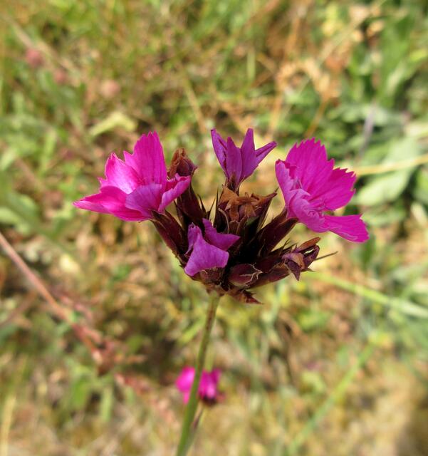 Zwischen Heckenfestplatz und Rückhaltebecken wurde eine Wiese angelegt, hier blühen Natternkopf und Karthäuser Nelke um die Wette