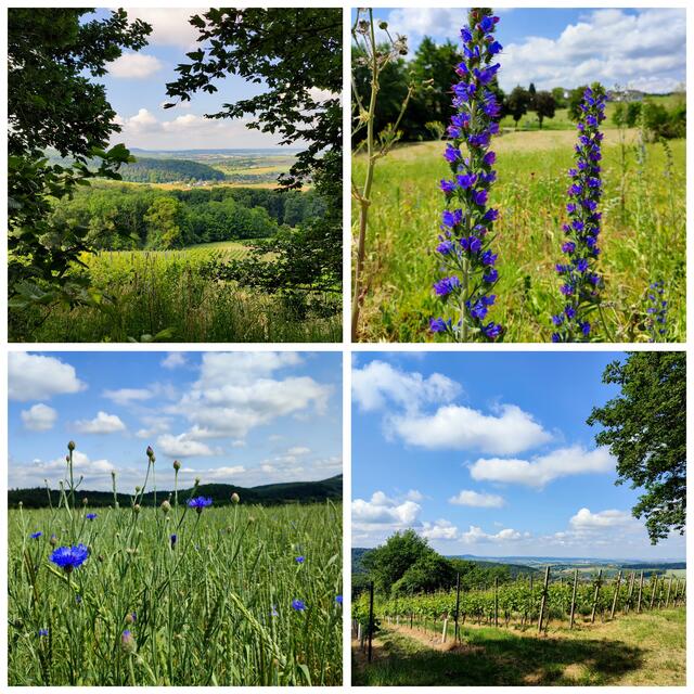 von links oben: Aussicht, Natternkopf, Kornblumen, Aussicht | Foto: Aurelia Kling