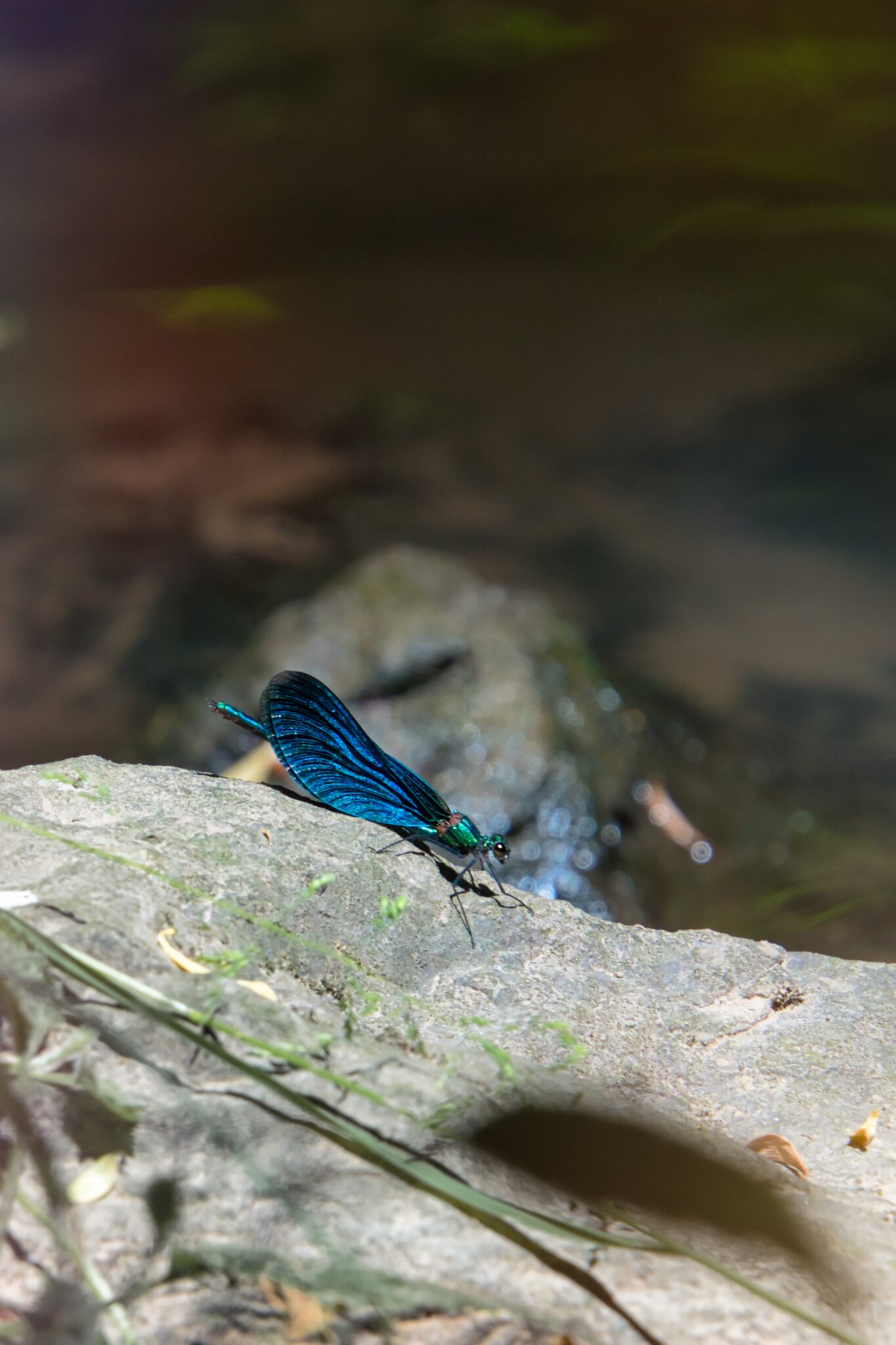 Libelle: Libellen an der Schozach - Heilbronn