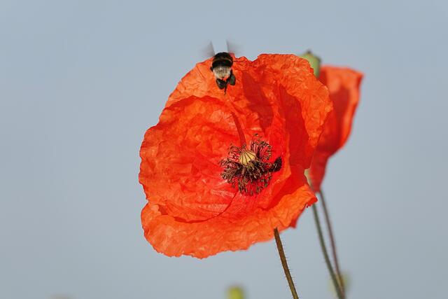 Ich habe die Hose gestrichen voll ;-)