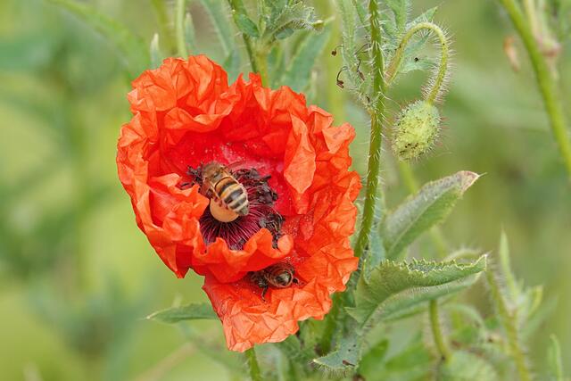 Verflogen oder Versteckspiel ;-)