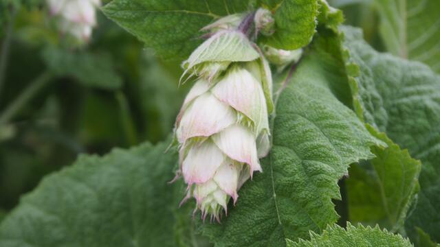 Eine ganz attraktive große Staude. Ich konnte leider nicht rausfinden, wie sie heißt | Foto: Rainer Göser