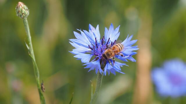 Ein Bienchen nascht am Nektar | Foto: Rainer Göser