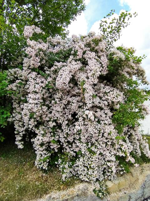 Blüten über Blüten - ein Bild wie ein Wasserfall