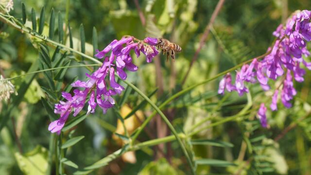 Die Bienen freuen sich über Nahrung | Foto: Rainer Göser