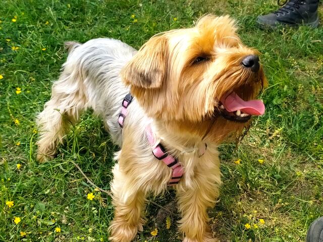 Jetzt wartet sie auf ein Leckerli