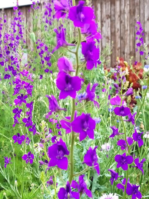 Wunderschöne farbkräftige Pflanzen