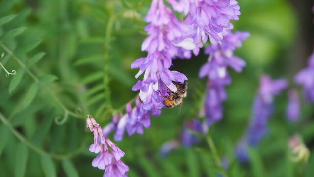 Da wird fleißig Nektar gesammelt | Foto: Rainer Göser