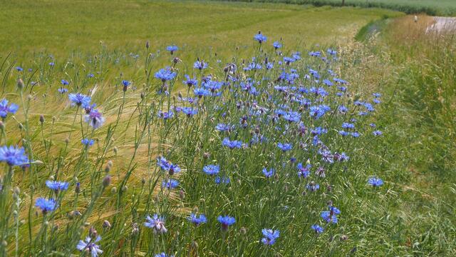 Deses Kornfeld ist mit so viele schönen Kornblumen geschmückt | Foto: Rainer Göser