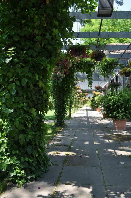 Im Rathauspark | Foto: Daniela Somers