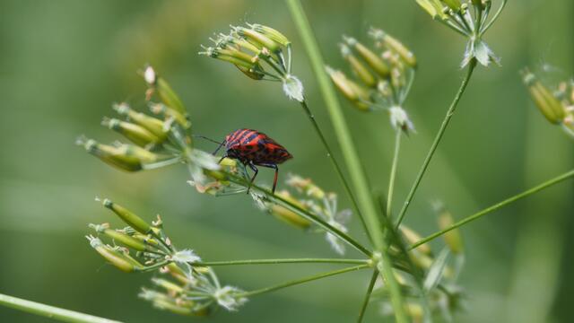 Eine kleine gestreifte Schönheit  | Foto: Rainer Göser