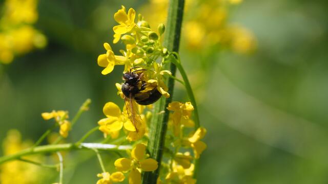 Kleine Insekten finden hier noch viel Nahrung | Foto: Rainer Göser