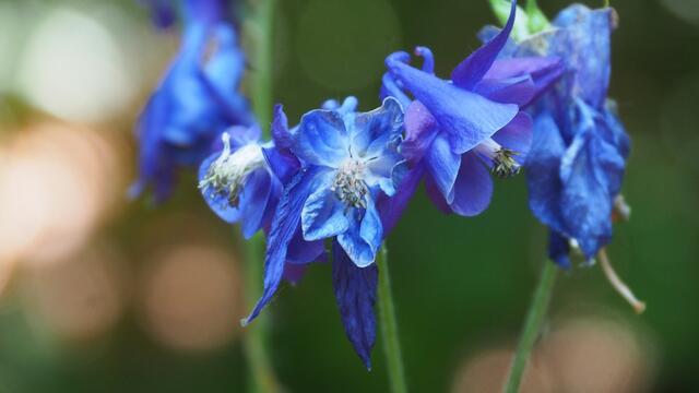Sind das Akeleien? Eine unglaubliche Farbe | Foto: Rainer Göser