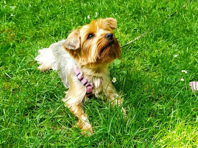 Auch Lilly hat sich ausgeruht und wartet nun auf ein Leckerli