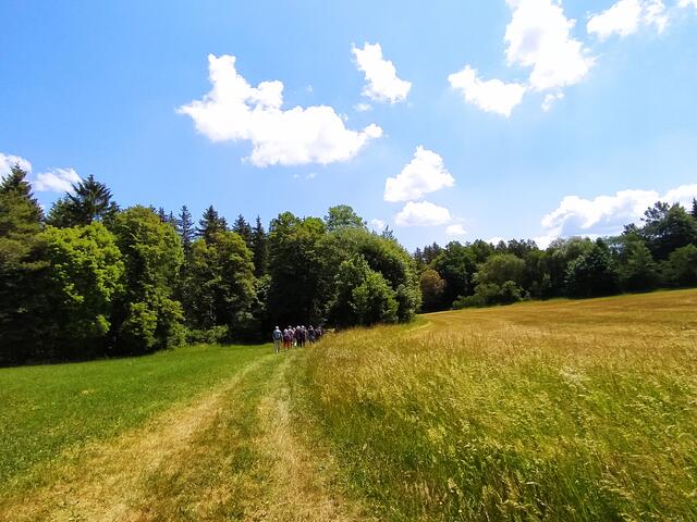 Auf einem weichen Wiesenweg geht's in den Wald