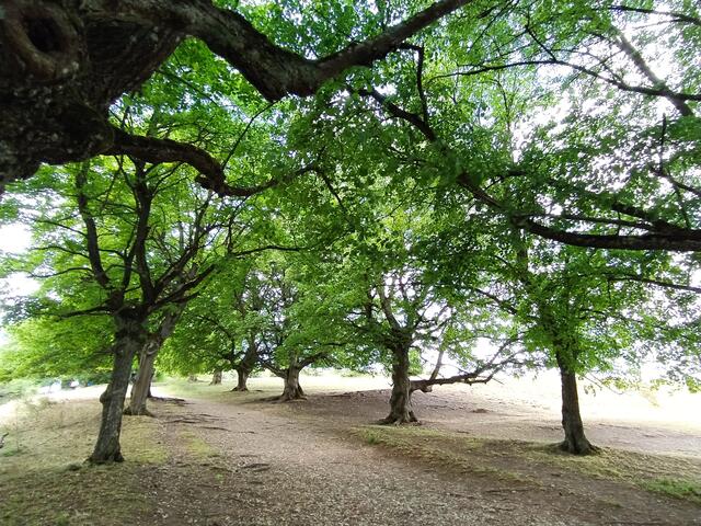 Knorrig, mit bizarr geformten Ästen - herrlich, unter diesen Bäumen bergauf zu wandern