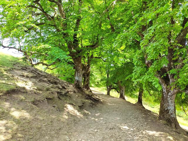 Der Weg ist total schön und kurzweilig
