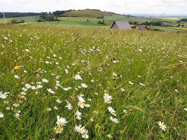 Vom Keltendorf steigt die Gruppe nun bergan, zum Gipfel des Ipf