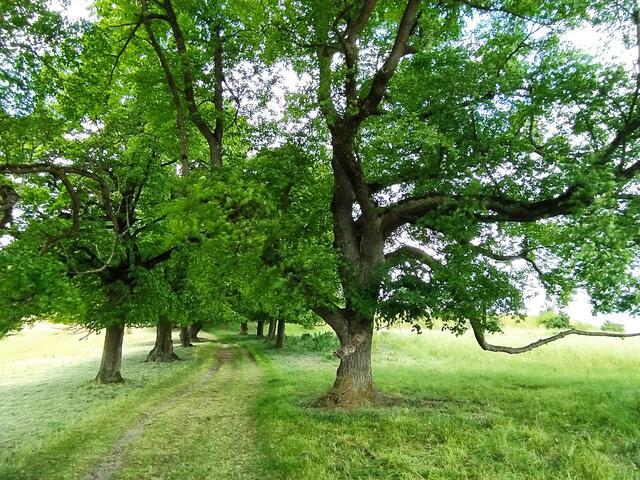Die Allee aus uralten Linden ist wunderschön