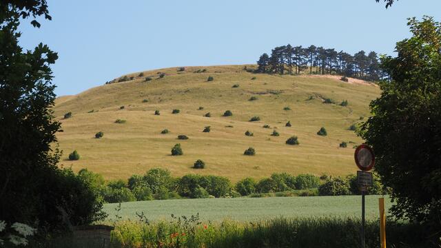 Der fast unbewaldete Zeugenberg Ipf - nur geschmückt mit Wacholderheide | Foto: Rainer Göser