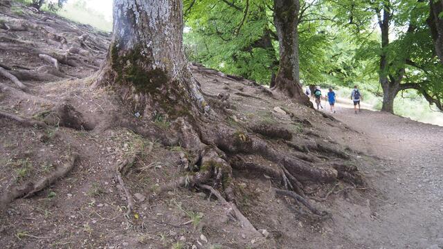 Was für Wurzeln!  | Foto: Rainer Göser