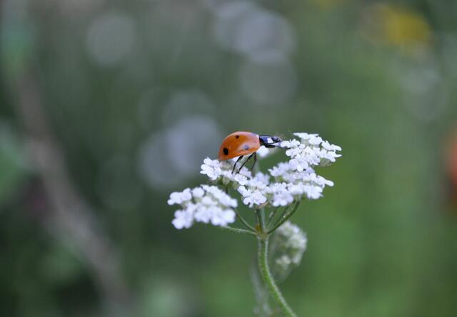 Foto: Daniela Somers
