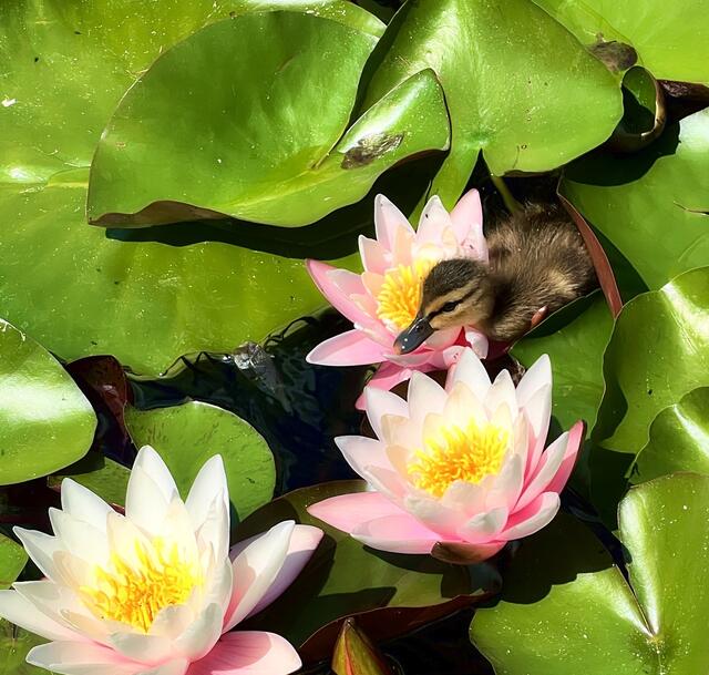 Hier sieht man schön die Größenverhältnisse | Foto: Moni Bordt