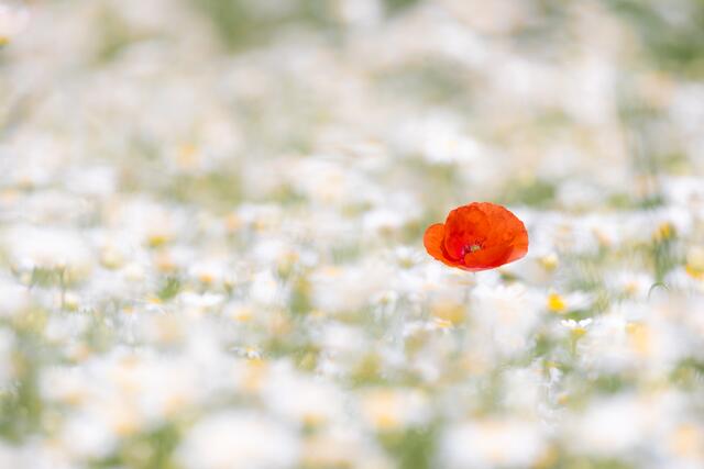 Ein Mohn sticht heraus