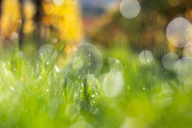 Gras mit Morgentau im Gegenlicht