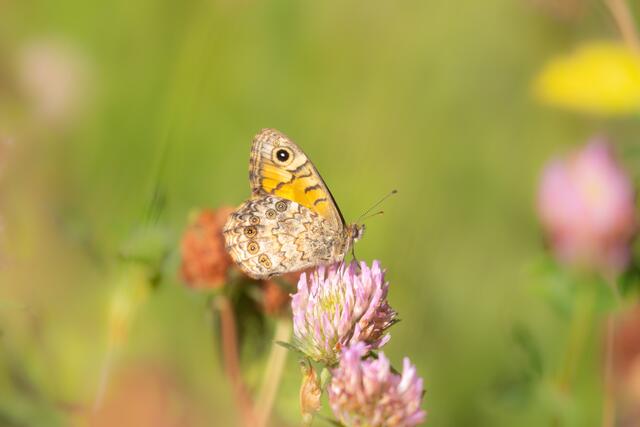 Schmetterling in der Wiese