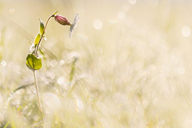 Eine letzte verbliebene Blume