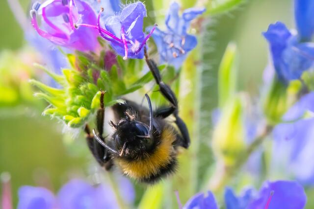 Die Hummel hängt ab