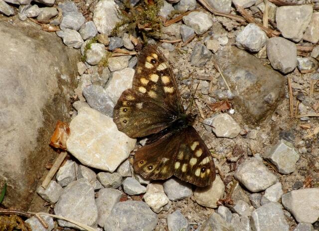 Endlich mal Schmetterlinge, die hatte ich in der Heilbronner Gegend vermisst. Hier ein Waldbrettspiel.