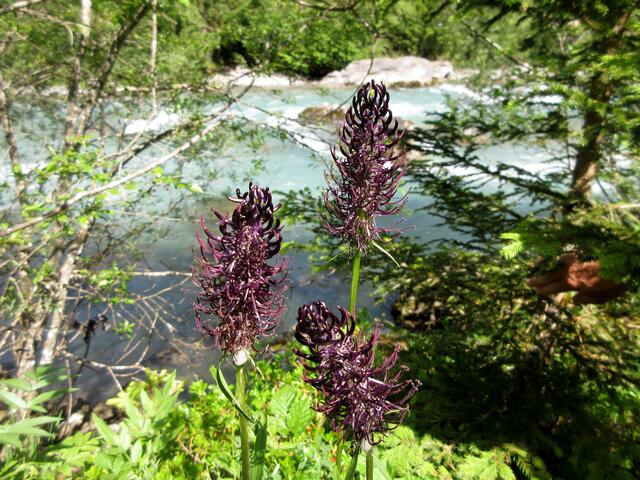 Die Schwarze Teufelskralle kommt in Mittelgebirgslagen vor. Wir sind zwar direkt am Fluss, aber der befindet sich in ca. 1000 m Höhe.