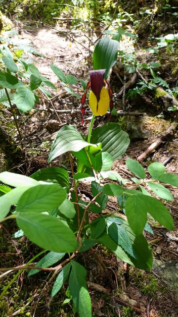 Ein paar, meist verblühte, Exemplare des Frauenschuh haben wir um den Wasserfall Hägerau gefunden. Eigentlich wollten wir noch nach Martinau, aber da das weiter unten liegt, haben wir davon abgesehen.