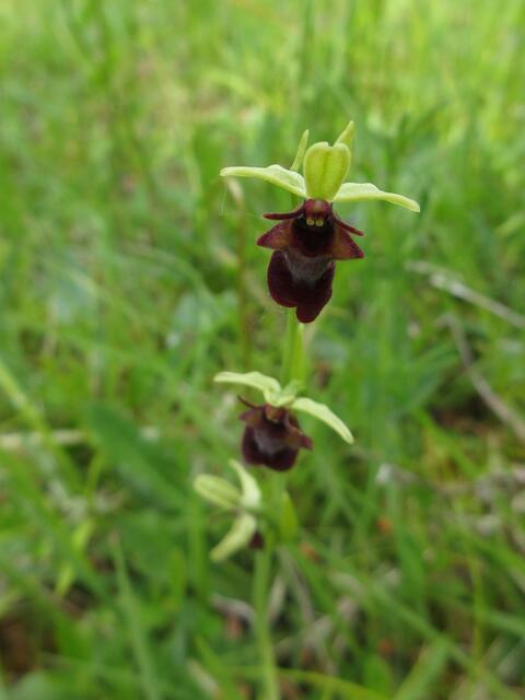 Nur diesen einen Fliegenragwurz gab es in einem Auwald direkt unten am Lech.
