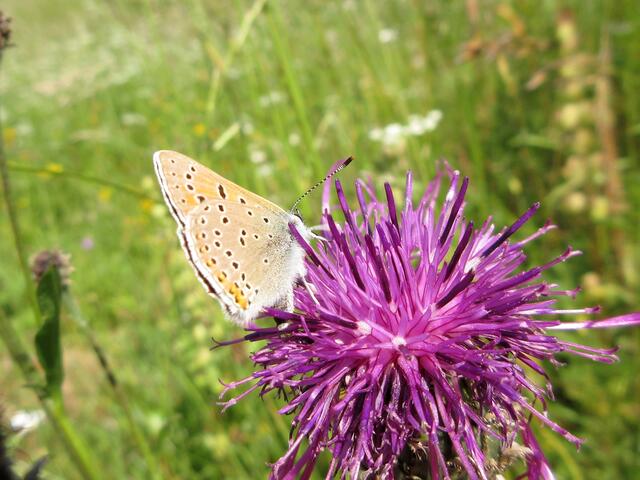Nein kein Heuhechel-Bläuling. Man muss die Zeichnung auf den Flügel schon genau prüfen. Hier handelt es sich um den Lilagoldenen Feuerfalter