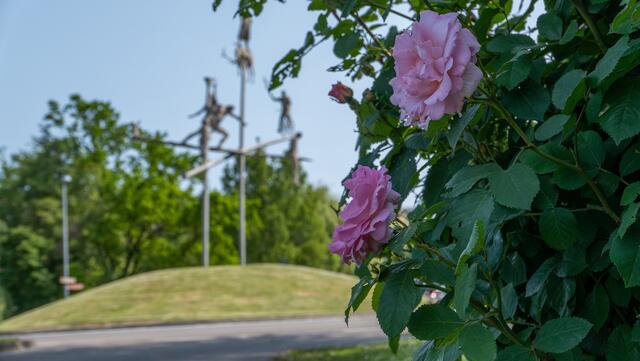 Rosen mit Kunst in Lauffen