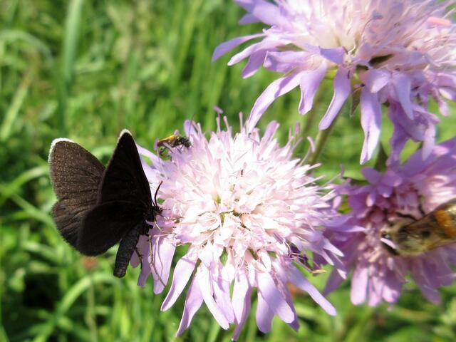 Kaminfegerle bzw. Schwarzspanner. Da er noch über einen ausgeprägten weißen Apikalsaum verfügt, handelt es sich wohl um ein jüngeres männliches Tier. 