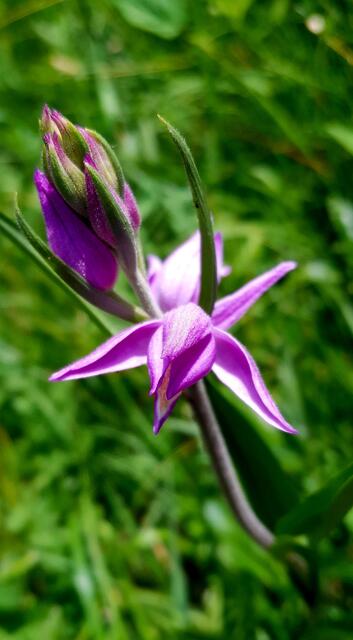 Das rote Waldvögelein gerade am Aufblühen. Uns lässt das ehrfürchtig vor der Natur stehen.