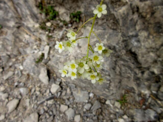 Den Traubensteinbrech findet man an den Felsen um den Simms-Wasserfall und er ist an den roten Punkten zu erkennen.
