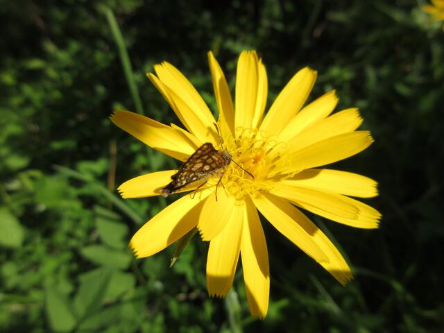 Gelbwürfeliger Dickkopffalter auf einem Wiesenbocksbart.