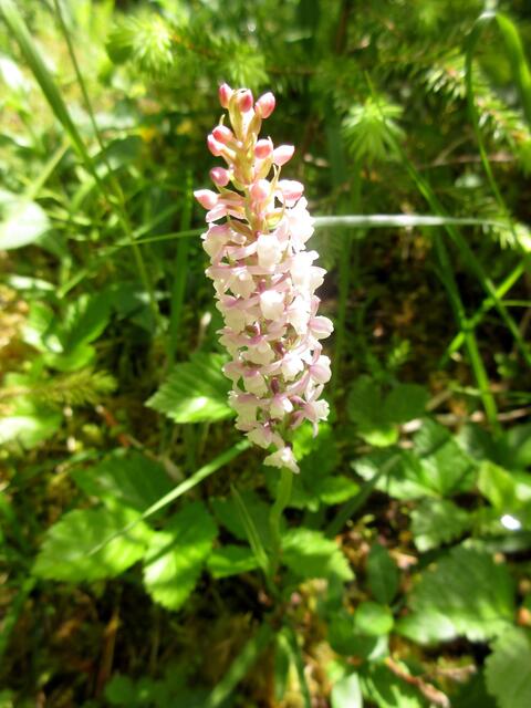 Wohlriechende Händelwurz. 