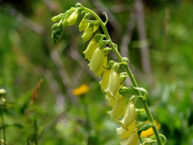 Gelber Fingerhut, vorher noch nie gesehen.