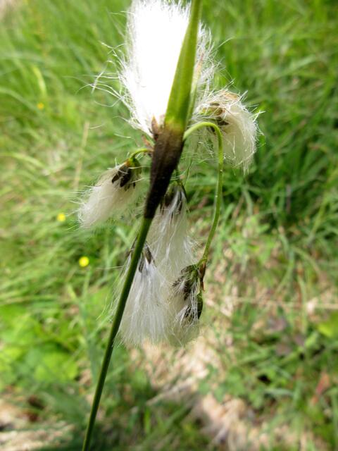 Wollgras, um die Gföllwiesen und Schiggen gab es das reichlich, aber es leidet etwas unter der Trockenheit in diesem Sommer.