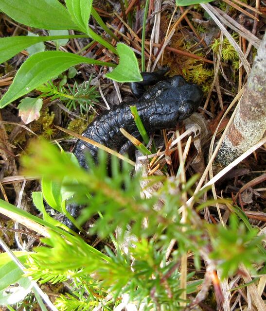 Um Blumen zu bestimmen muss man nah ran, und man weiß nicht wer mehr erschrocken war. Der Alpensalamander blieb starr vor Schreck einfach da.