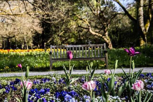 Tulpenblüte im Pfühlpark